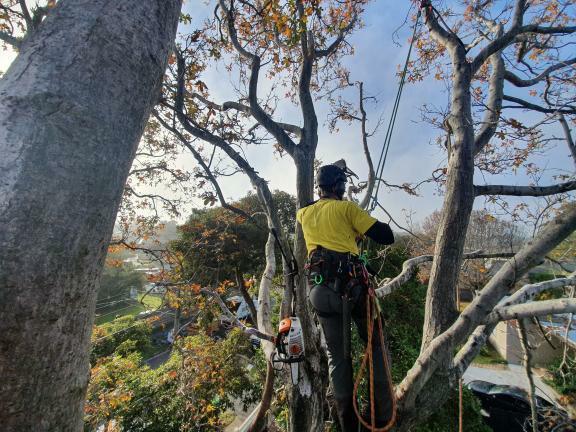 Precise Tree Services pty Ltd. | Kew, Kew East VIC 3102, Australia | Phone: 0499 440 084