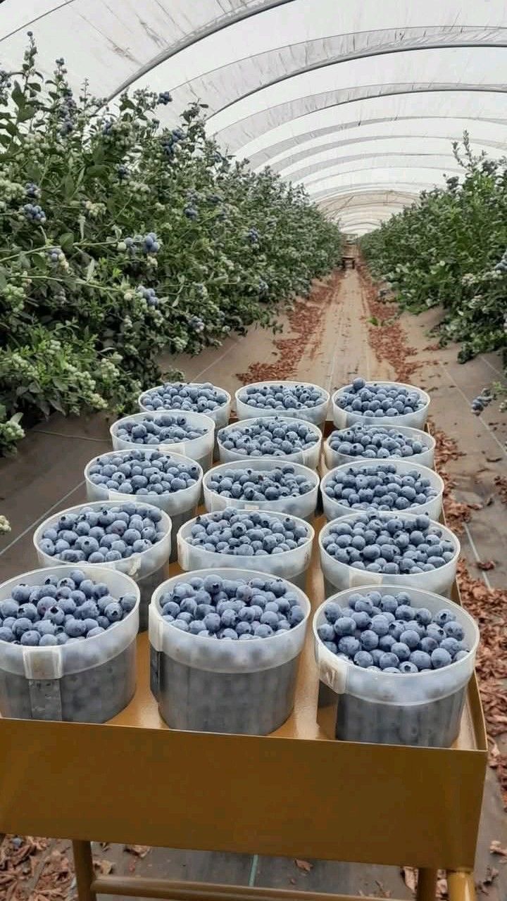 Valla berries Pyt LTD | 95 Buxton Ave, Buxton NSW 2571, Australia | Phone: (02) 5550 4321