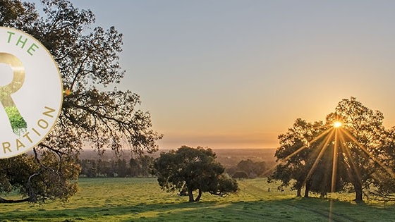 Jacaranda Hill Farm | 192 Morrell Rd, Fairbridge WA 6208, Australia | Phone: 0419 482 687