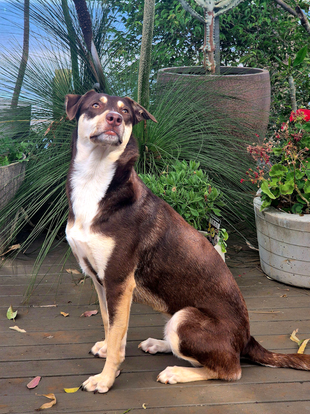 SWIFTII Pet Minding | 47 Minjerriba Rd, Russell Island QLD 4184, Australia | Phone: 0403 232 544