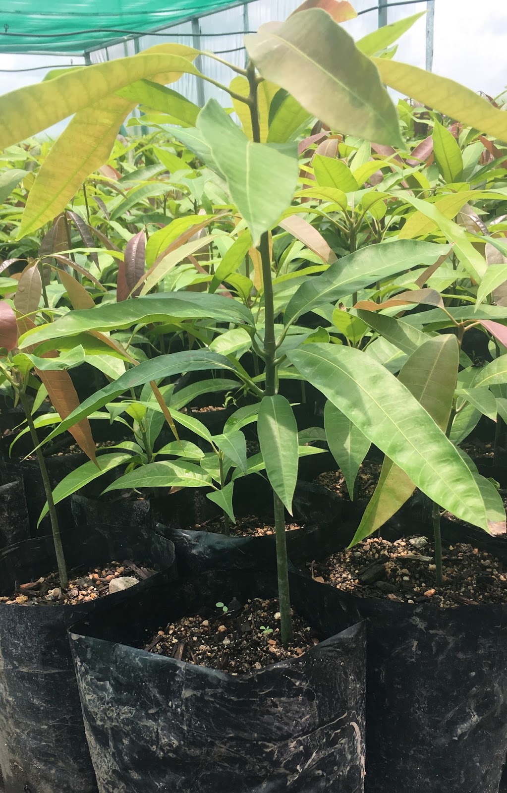 Whittos Nursery Grafted Mango Trees | 4 Andersons Ln, Bowen QLD 4805, Australia | Phone: 0400 953 313