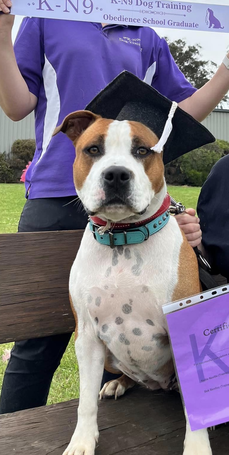 K-N9 Dog Training | 30 Bromhall Rd, Bundanoon NSW 2578, Australia | Phone: 0408 027 874