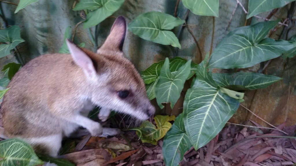 K9 River Retreat | 2 Armstrong Rd, Kuranda QLD 4881, Australia | Phone: 0437 504 519