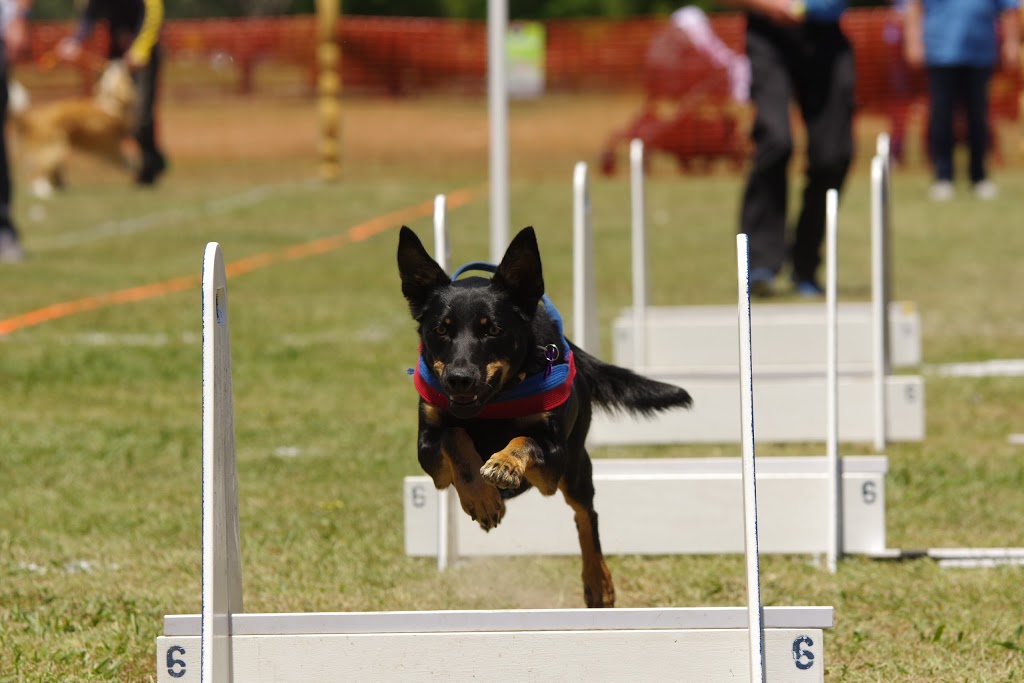 Ballarat Dog Obedience | school | Military Dr, Newington VIC 3350, Australia
