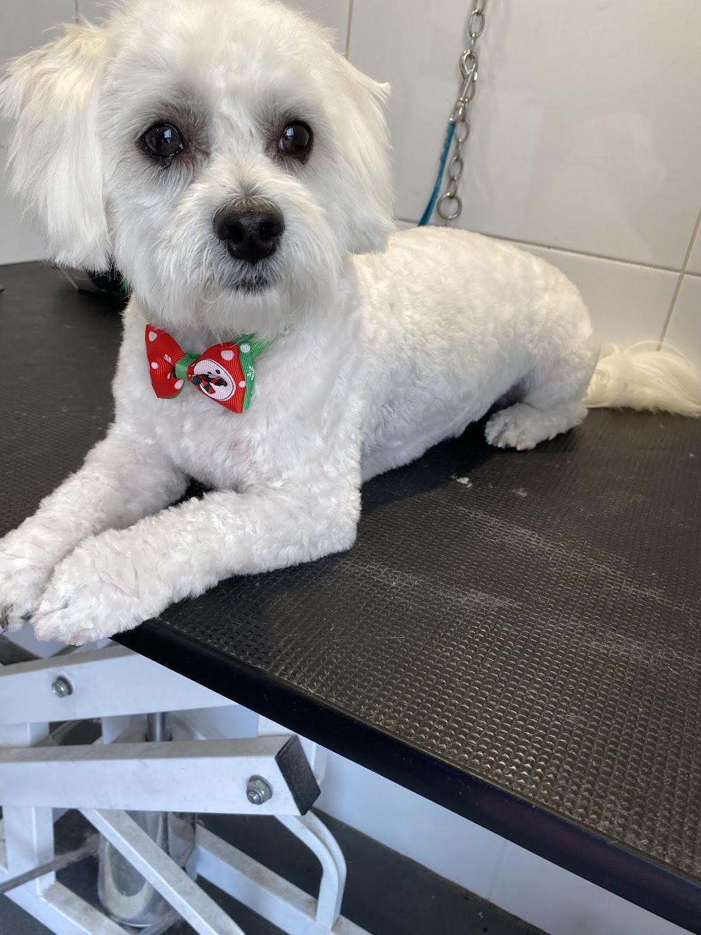 Nickys dog grooming | 7 Truro Ct, Yanchep WA 6035, Australia | Phone: 0438 539 174