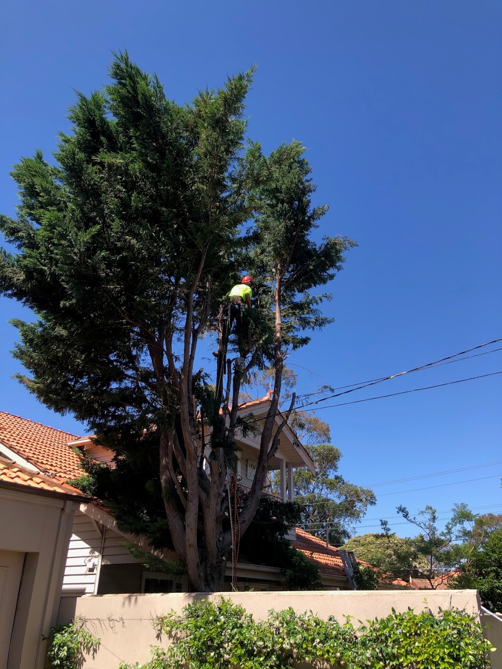 ESP Tree Services Pty Ltd. | 63 Beatrice St, Cheltenham VIC 3192, Australia | Phone: 0411 111 945