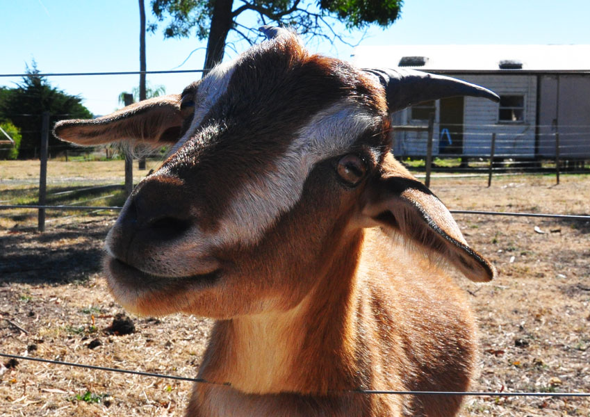 Donegan's Farm - 309 Butter Factory Rd, Gordon VIC 3345, Australia