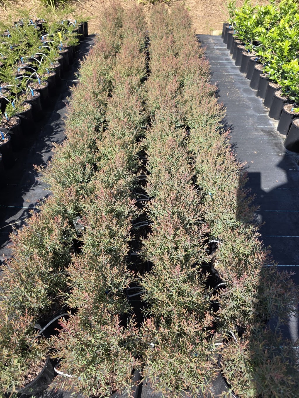 Morts Hort Nursery | 26 Hatchman Ct, Elimbah QLD 4516, Australia | Phone: 0432 453 033