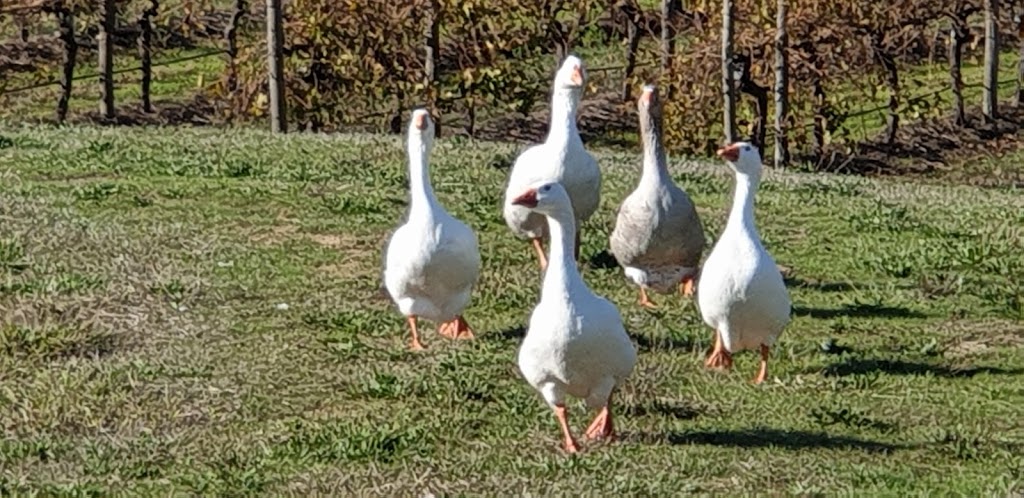Five Geese | 389 Chapel Hill Rd, Blewitt Springs SA 5171, Australia | Phone: 0434 193 308