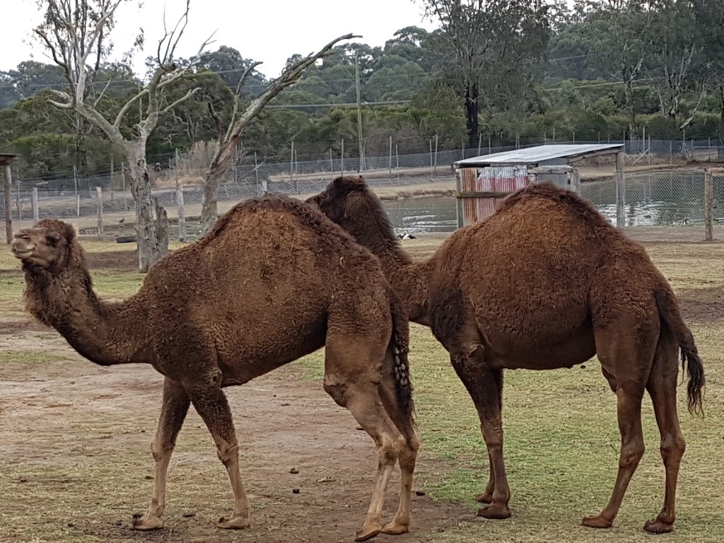 Hunter Valley Zoo | zoo | 138 Lomas Ln, Nulkaba NSW 2325, Australia | 0249907714 OR +61 2 4990 7714