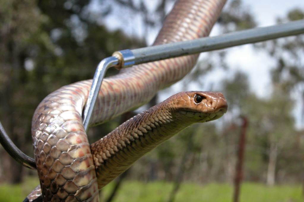 Snake Catchers Brisbane | 73 Dove Tree Cres, Sinnamon Park QLD 4073, Australia | Phone: 0413 028 081