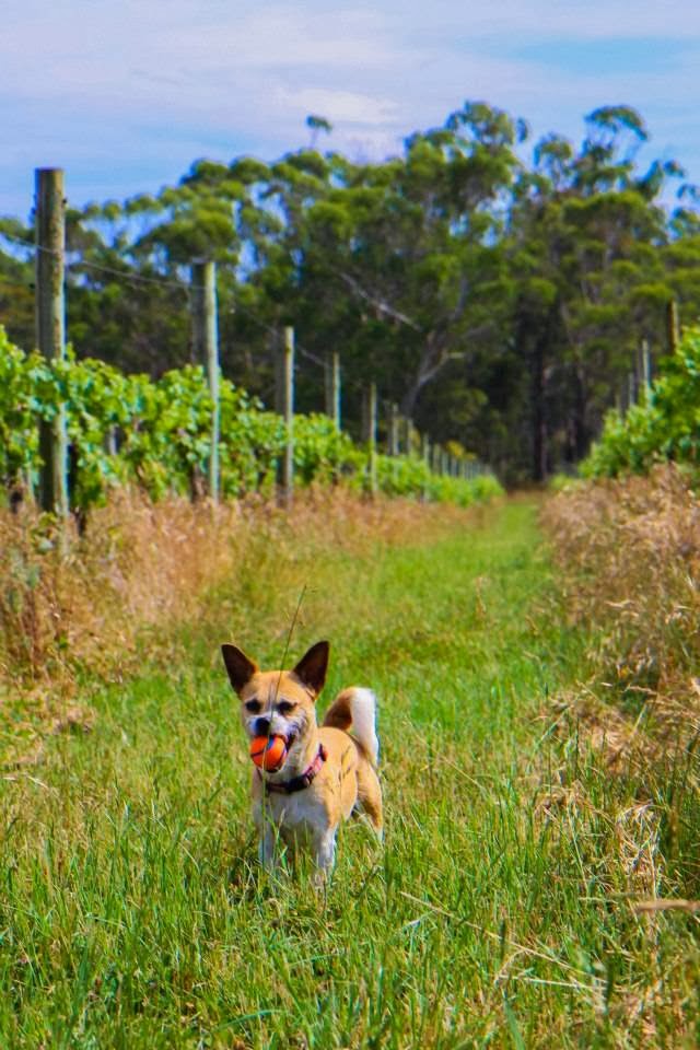 DOGUE Country Retreat | 112 Compton Park Rd, Berrima NSW 2577, Australia | Phone: (02) 4877 1877