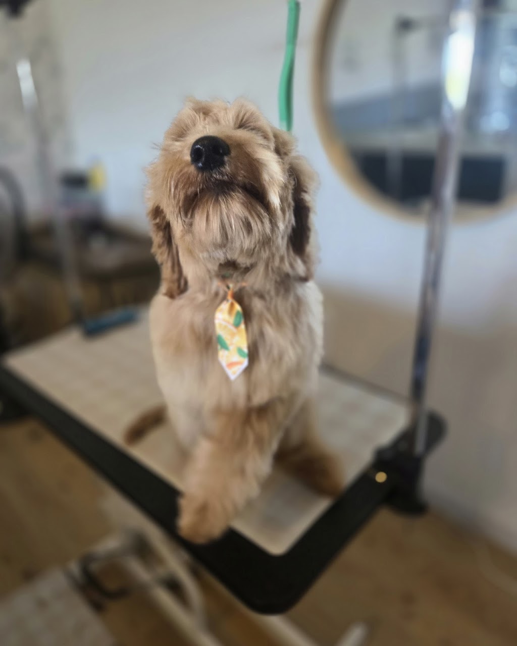 Botanipaws Spa | 122 Alstonvale Rd, Alstonvale NSW 2477, Australia | Phone: 0477 006 431