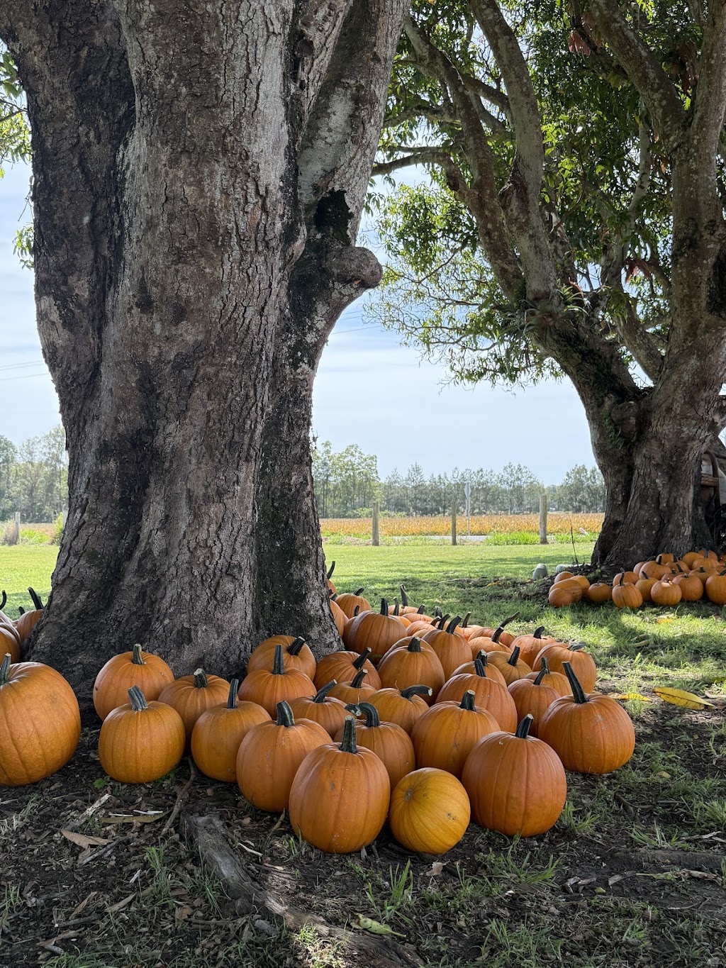 Sweet Acres | 165 Newlands Rd, Wamuran QLD 4512, Australia | Phone: 0459 147 061