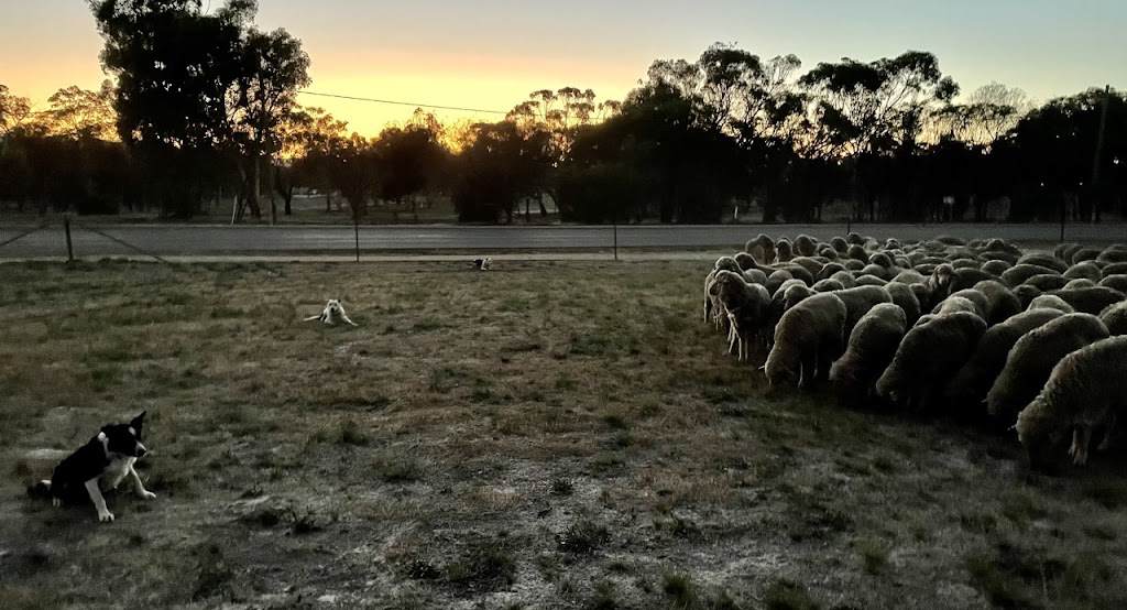 Dog Training WA |  | 453 Brockman Rd N, Hamel WA 6215, Australia | 0427380022 OR +61 427 380 022