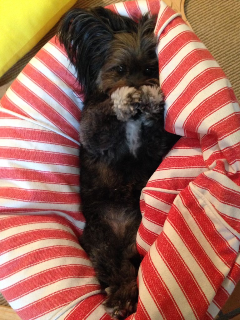 Rainbow Bridge - In-Home Pet Euthanasia | 10 S Beach Rd, Somers VIC 3927, Australia | Phone: 0499 315 689