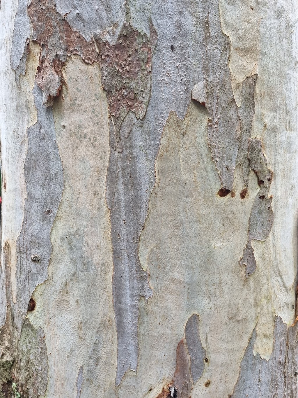 Sanctuary of the Wild | Latina Ave, Seven Hills QLD 4170, Australia | Phone: 0417 616 256