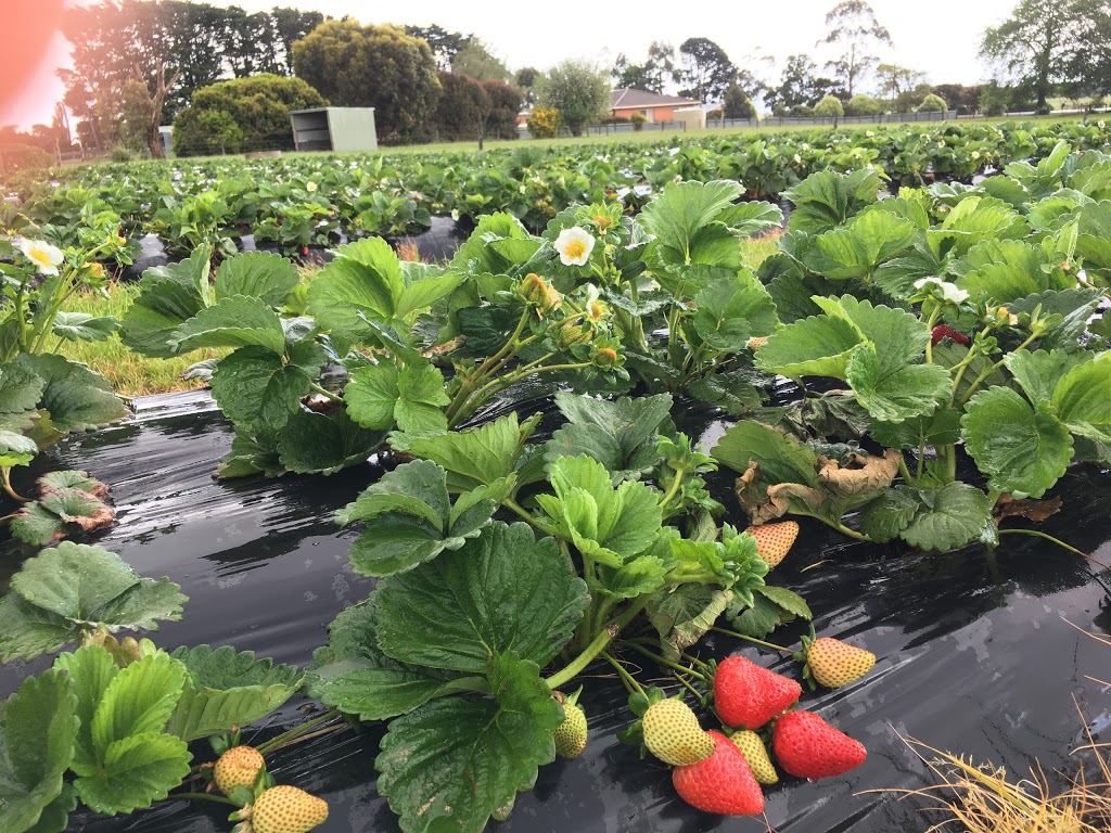 Bungador Berry Farm | 325 Speedway Rd, Bungador VIC 3260, Australia | Phone: 0407 285 711