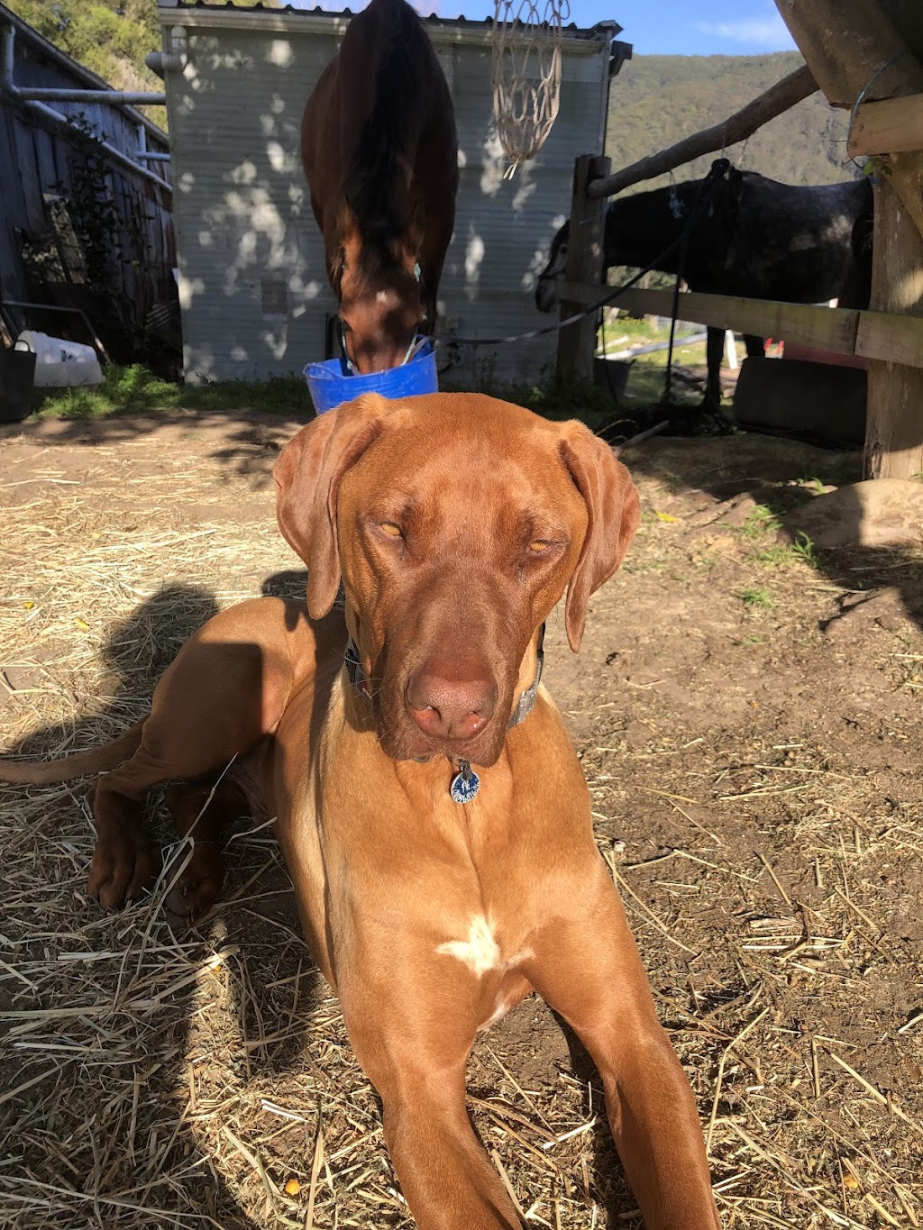 Robin Oliver Pet Dog Training | 27 McCullough St, Cooranbong NSW 2265, Australia | Phone: 0407 253 181