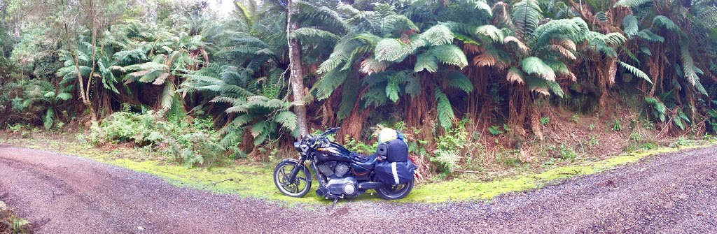 Blue Tier Forest Reserve | park | Tasmania, Australia