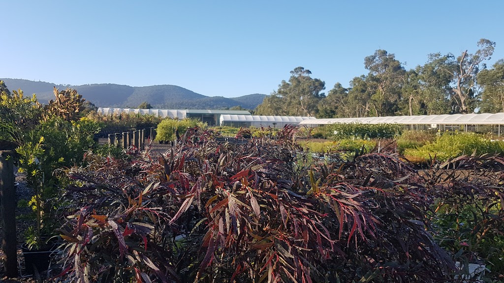 Plant Multi Nursery | 423 Liverpool Rd, Kilsyth South VIC 3137, Australia | Phone: (03) 9762 6909