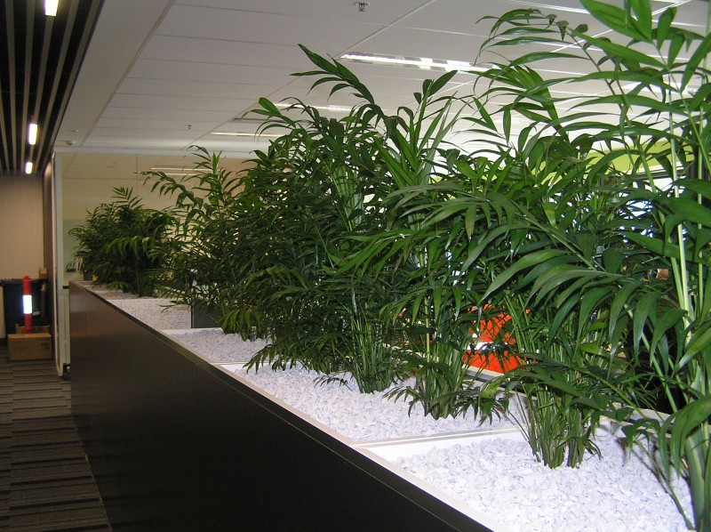 Interior Plantscape Association | 14 Sovereign Ct, Kippa-Ring QLD 4021, Australia | Phone: 0452 590 255