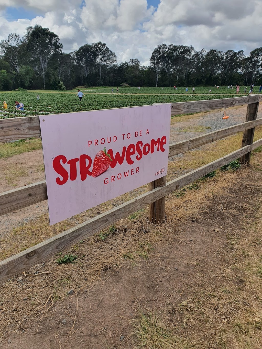 Chambers Flat Strawberry Farm |  | 912 Chambers Flat Rd, Chambers Flat QLD 4133, Australia | 0755463652 OR +61 7 5546 3652