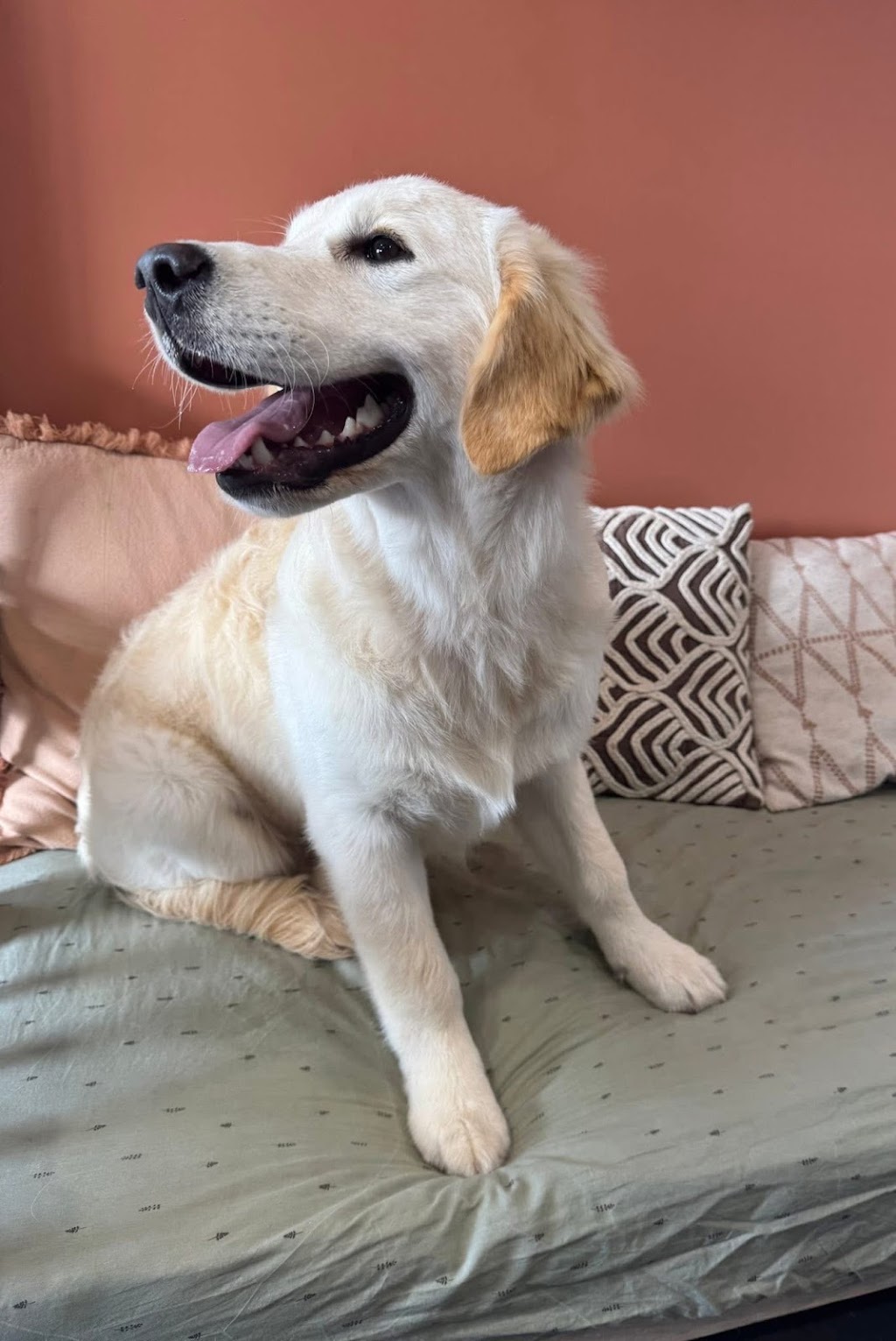 Guapo Puppo Dog Grooming | 58 Willcox Ave, Singleton Heights NSW 2330, Australia | Phone: 0434 632 455