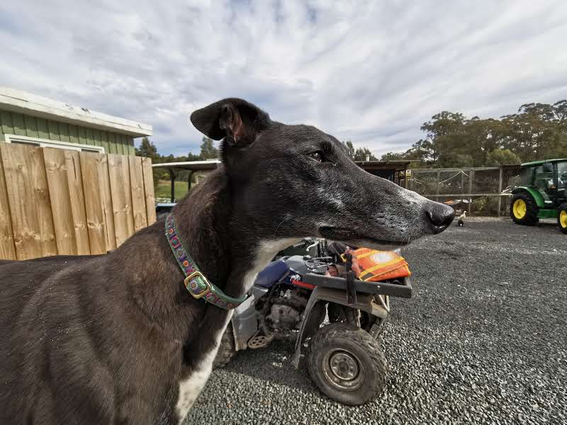 Brightside Farm Sanctuary | 8121 Channel Hwy, Cygnet TAS 7112, Australia | Phone: 0408 658 356