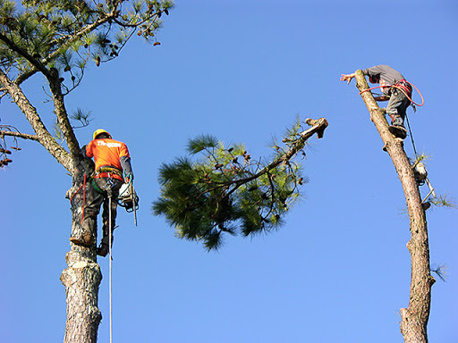 Gold Coast Tree Removal | 19 Taree St, Burleigh Heads QLD 4221, Australia | Phone: (07) 5655 7608