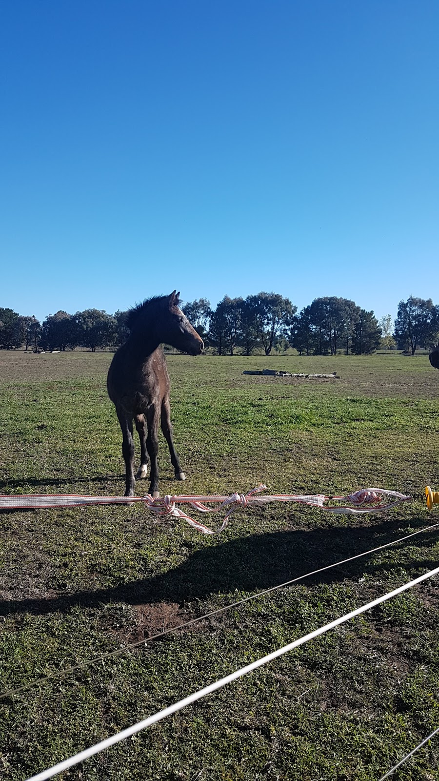 Wallaroo Equestrian | 92 Oakey Creek Rd, Wallaroo NSW 2618, Australia | Phone: (02) 6230 2464