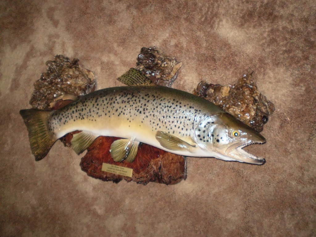 Frank Gray Fish Taxidermy | 1120 Gillies Rd, Creswick VIC 3363, Australia | Phone: 0437 534 558