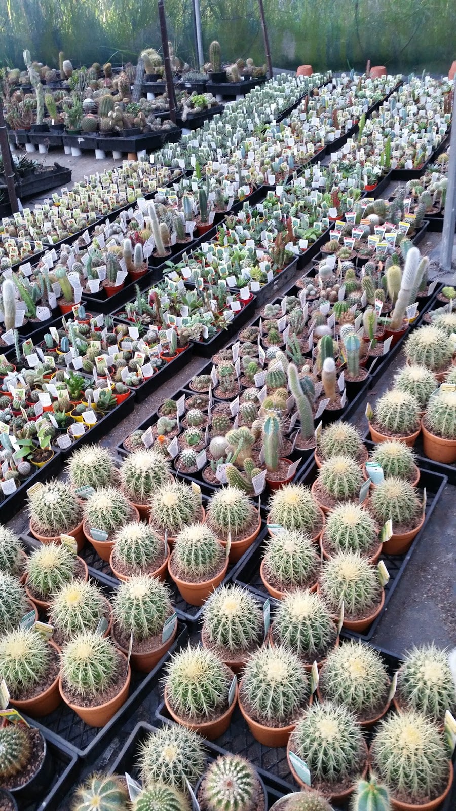 Australian Cactus & Succulent Supplies PTY LTD | 341 Alderley Ln, Booral NSW 2425, Australia | Phone: 0490 351 673