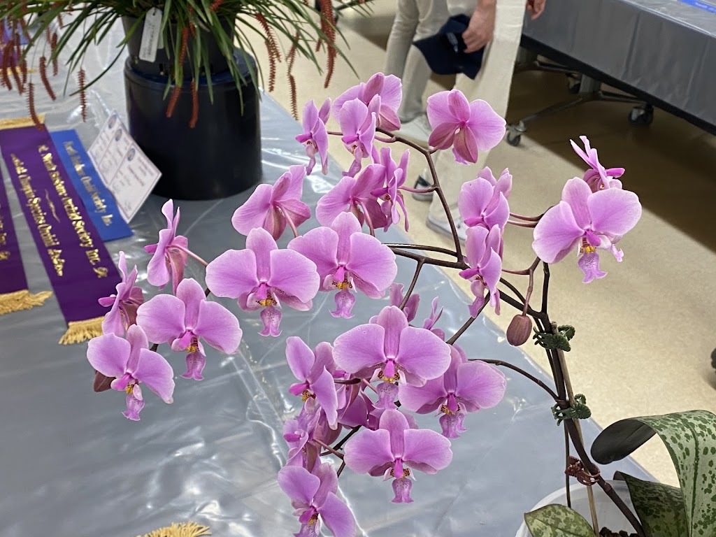 North Brisbane Orchid Society | store | 9 Bogart St, Stafford Heights QLD 4053, Australia | 0400834044 OR +61 400 834 044
