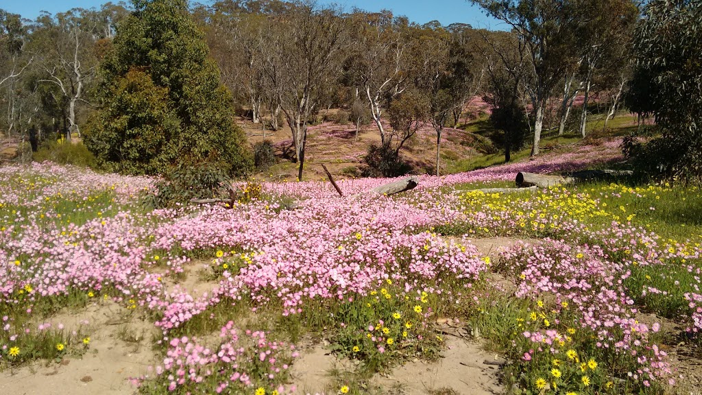 Pelham Reserve | Toodyay WA 6566, Australia