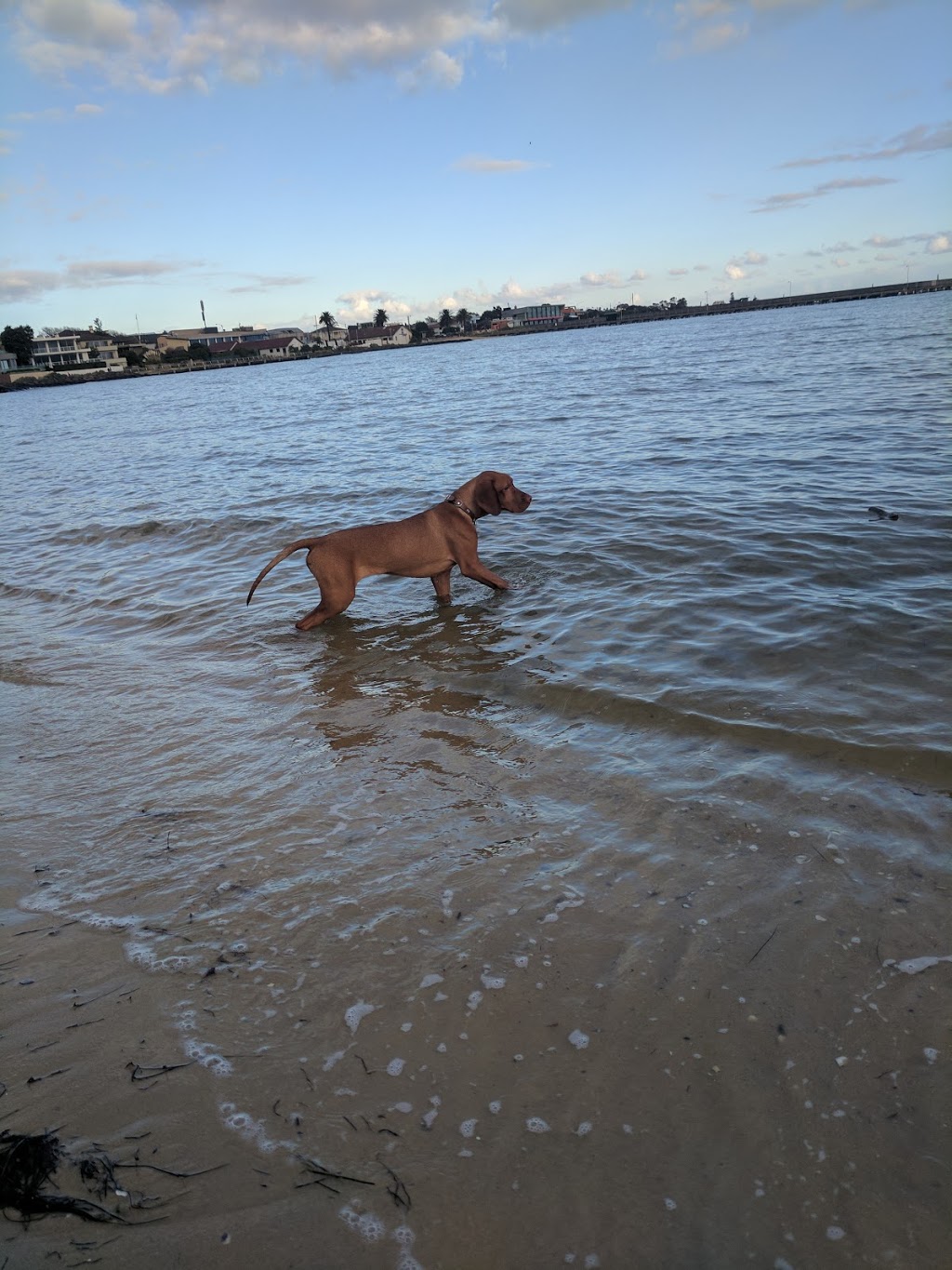 Dog Friendly Beach - Brighton | park | Sandown St, Brighton VIC 3186, Australia | 0395994444 OR +61 3 9599 4444