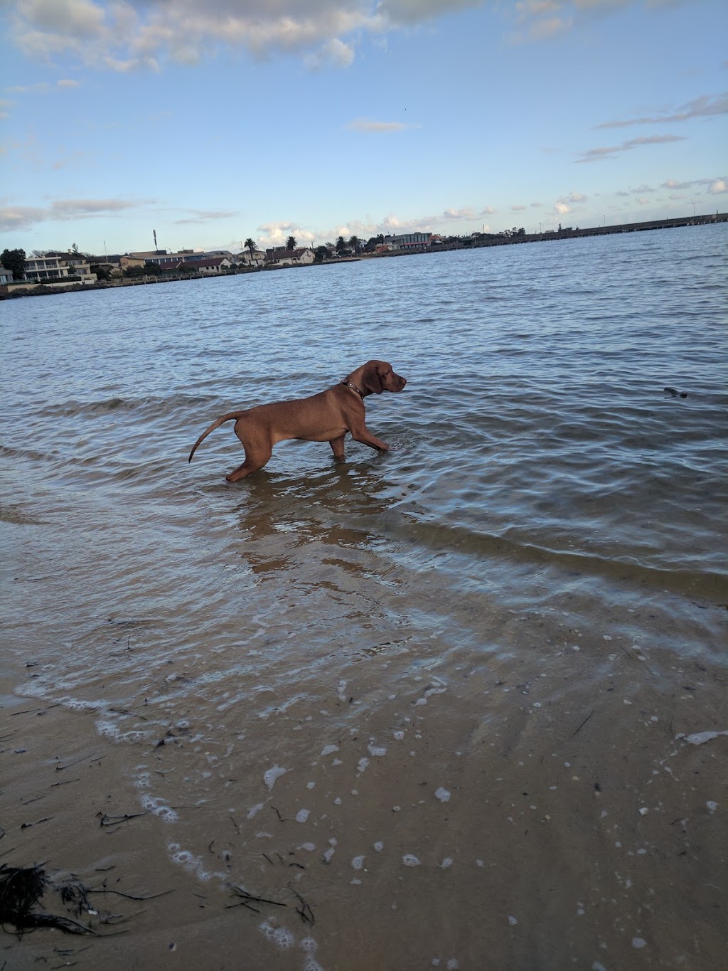 Dog Friendly Beach - Brighton | Sandown St, Brighton VIC 3186, Australia | Phone: (03) 9599 4444