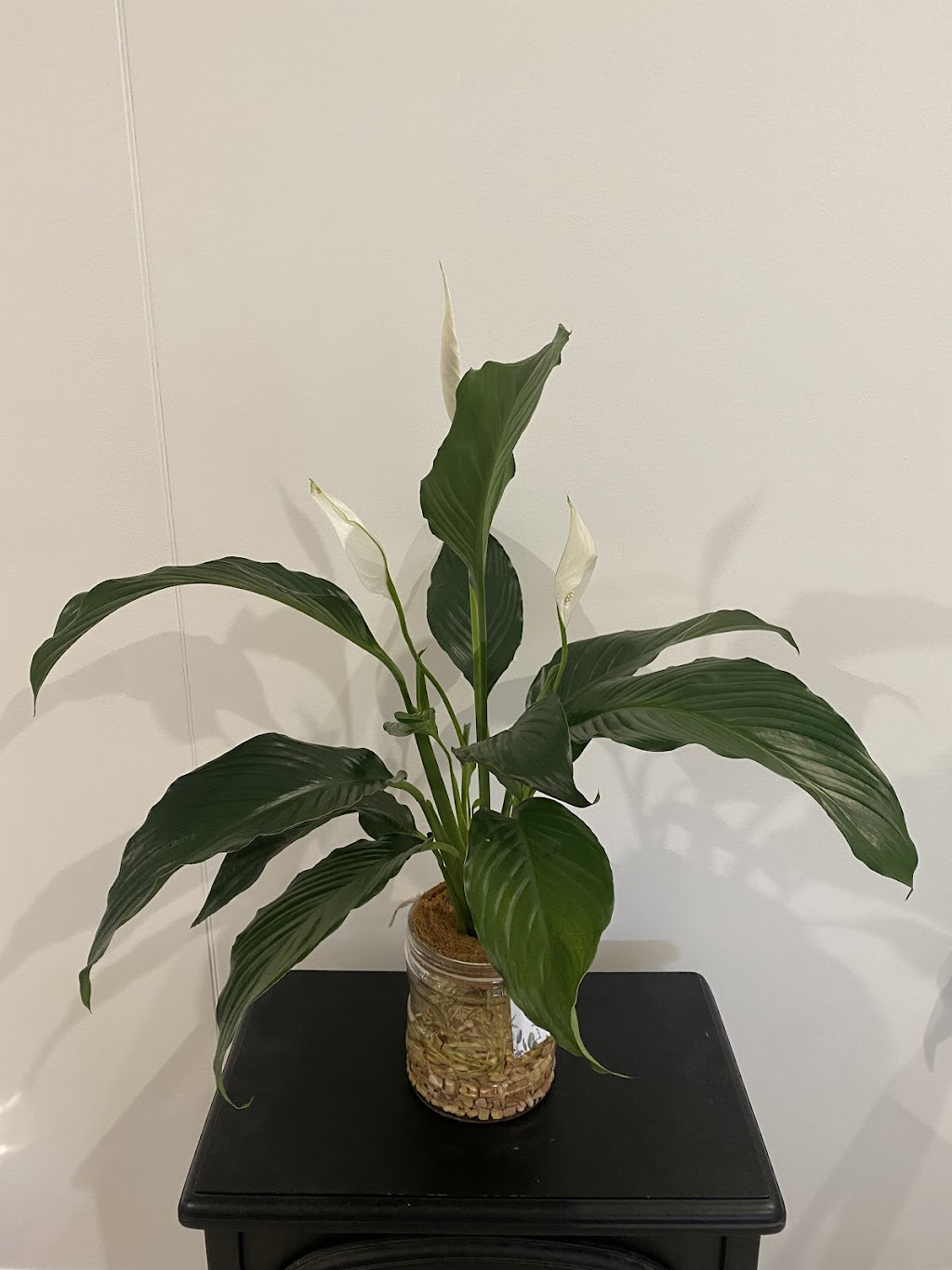 Potted With Love | 54 Currajong St, Evans Head NSW 2473, Australia | Phone: 0466 333 414
