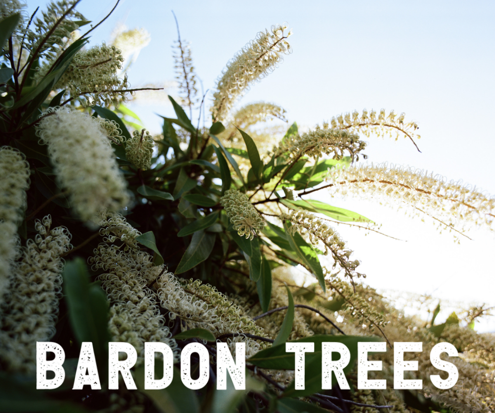 Bardon Trees |  | 20 David Ave, Bardon QLD 4065, Australia | 0420755534 OR +61 420 755 534