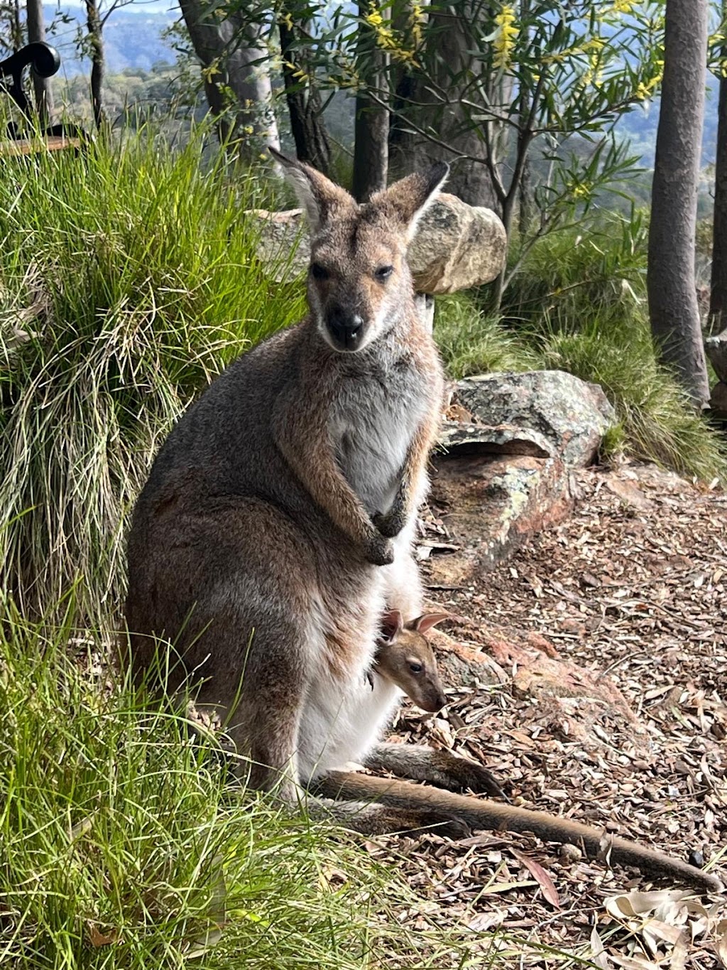 Twig + Wren Wilderness Retreat | 541 Moonabung Rd, Vacy NSW 2421, Australia | Phone: 0407 658 116