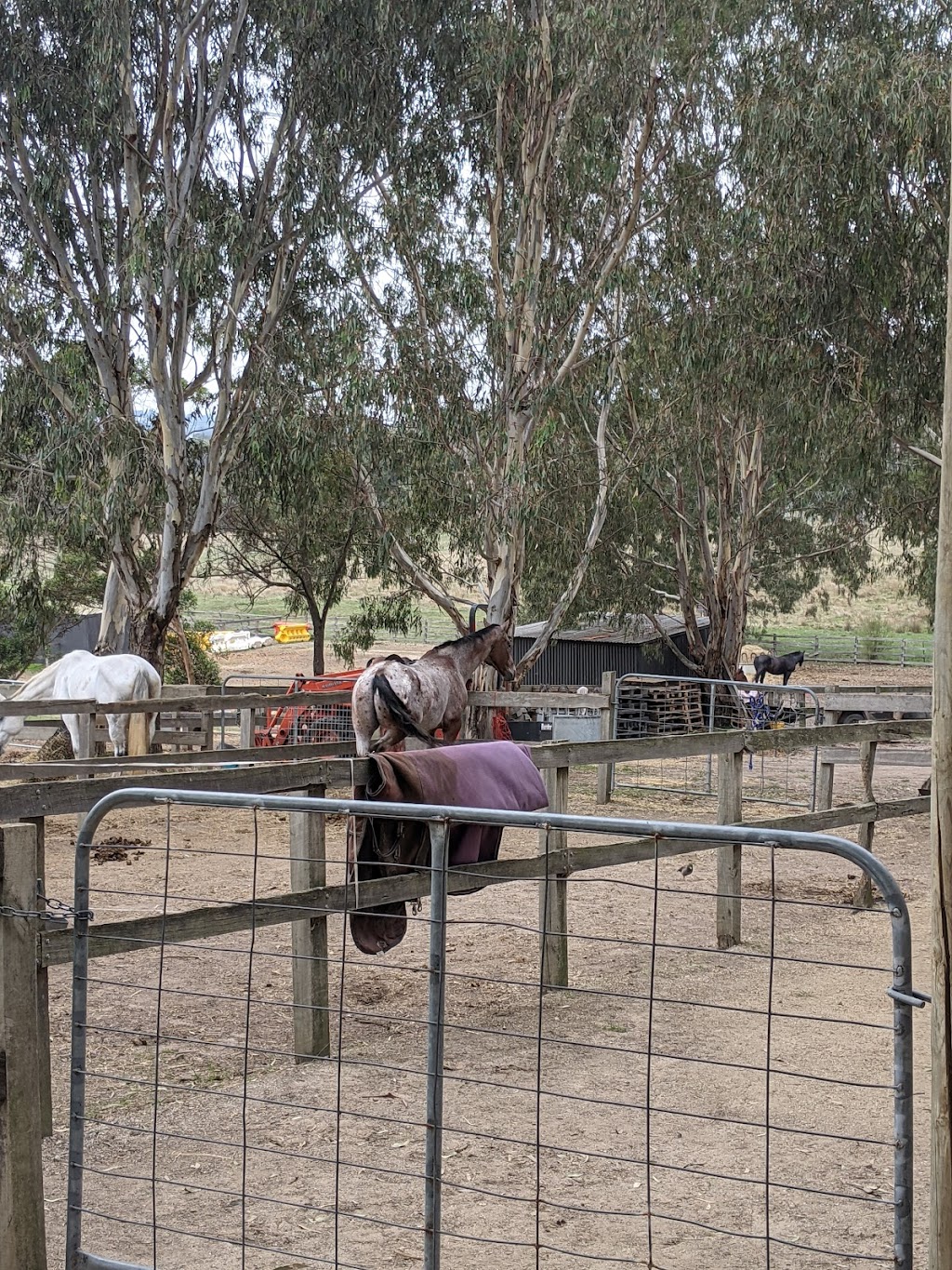 Valley Park Riding School | 86 Obriens Ln, Templestowe VIC 3106, Australia | Phone: 0475 000 088