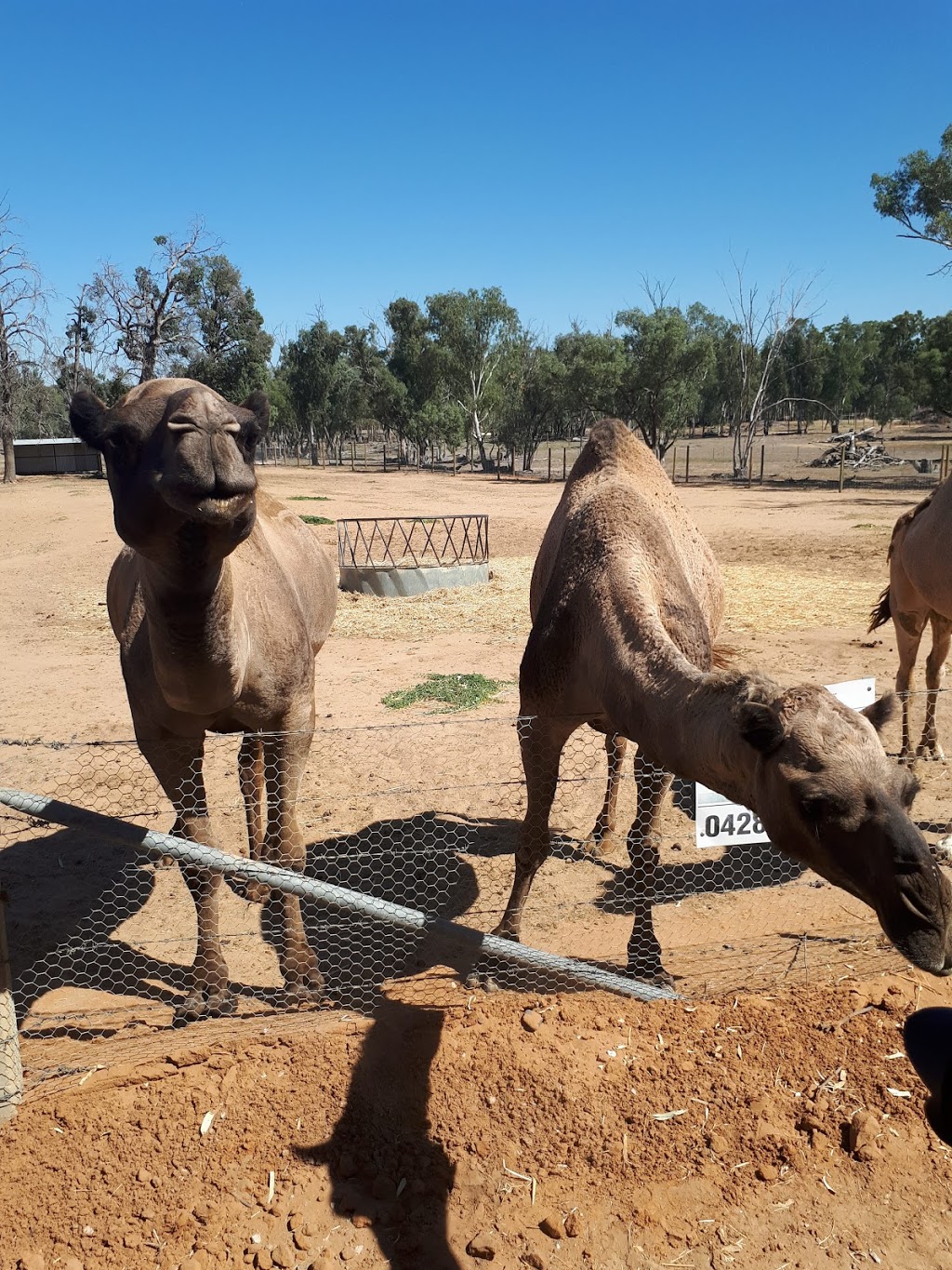 Altina Wildlife Park | park | 14432 Sturt Hwy, Darlington Point NSW 2706, Australia | 0412060342 OR +61 412 060 342