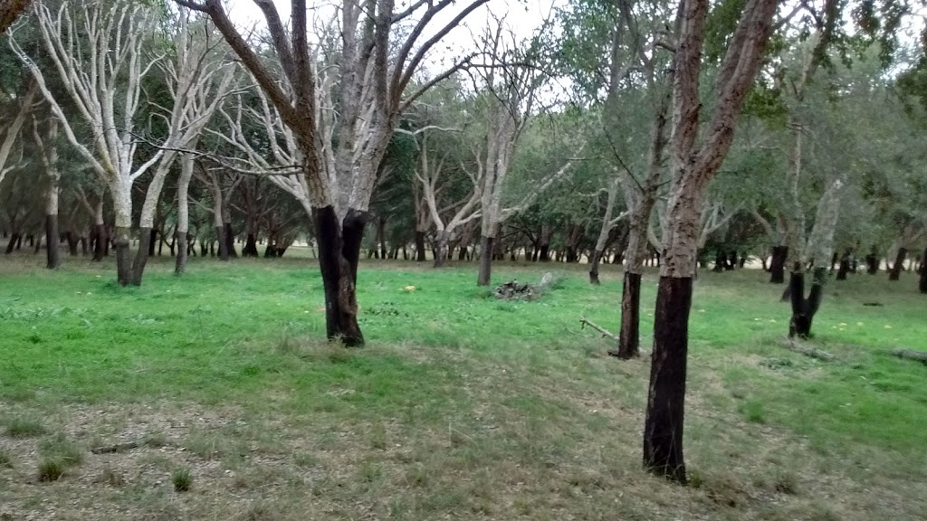 Cork Oak Plantation | park | Molonglo Valley ACT 2611, Australia