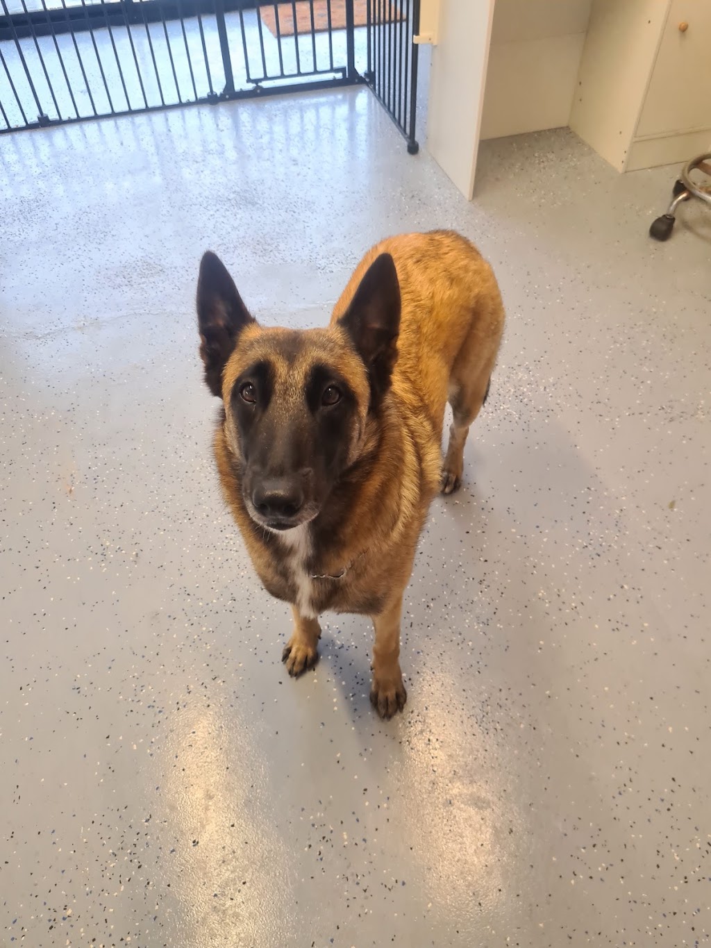 Barkin Bubbles Pet Services | 53 Back Ma Ma Rd, Winwill QLD 4347, Australia | Phone: 0447 639 953