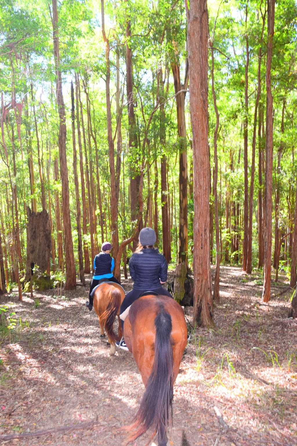 HWH Stables - Riding School & Trail Rides |  | 267 Dairyville Rd, Upper Orara NSW 2450, Australia | 0266538791 OR +61 2 6653 8791