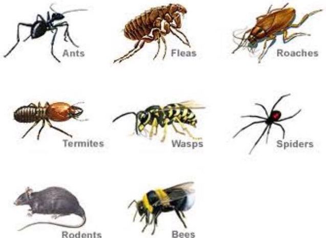 Ex Pest And Termite Control | home goods store | 4 Somerset Rd, Rockbank VIC 3335, Australia | 0432025171 OR +61 432 025 171