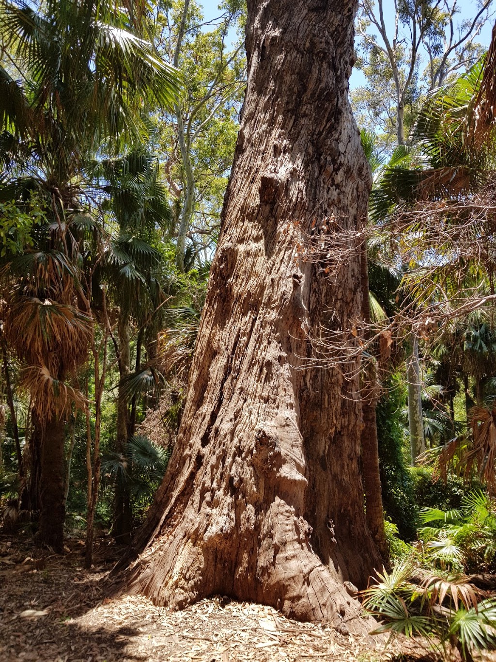 Angophora Reserve | 58 Palmgrove Rd, Avalon Beach NSW 2107, Australia