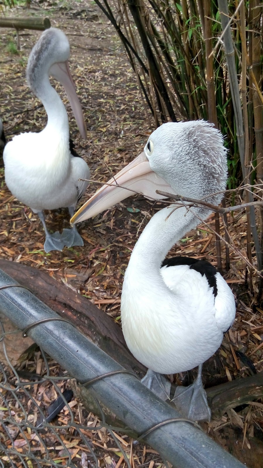Gorge Wildlife Park | zoo | 30 Redden Dr, Cudlee Creek SA 5232, Australia | 0883892206 OR +61 8 8389 2206