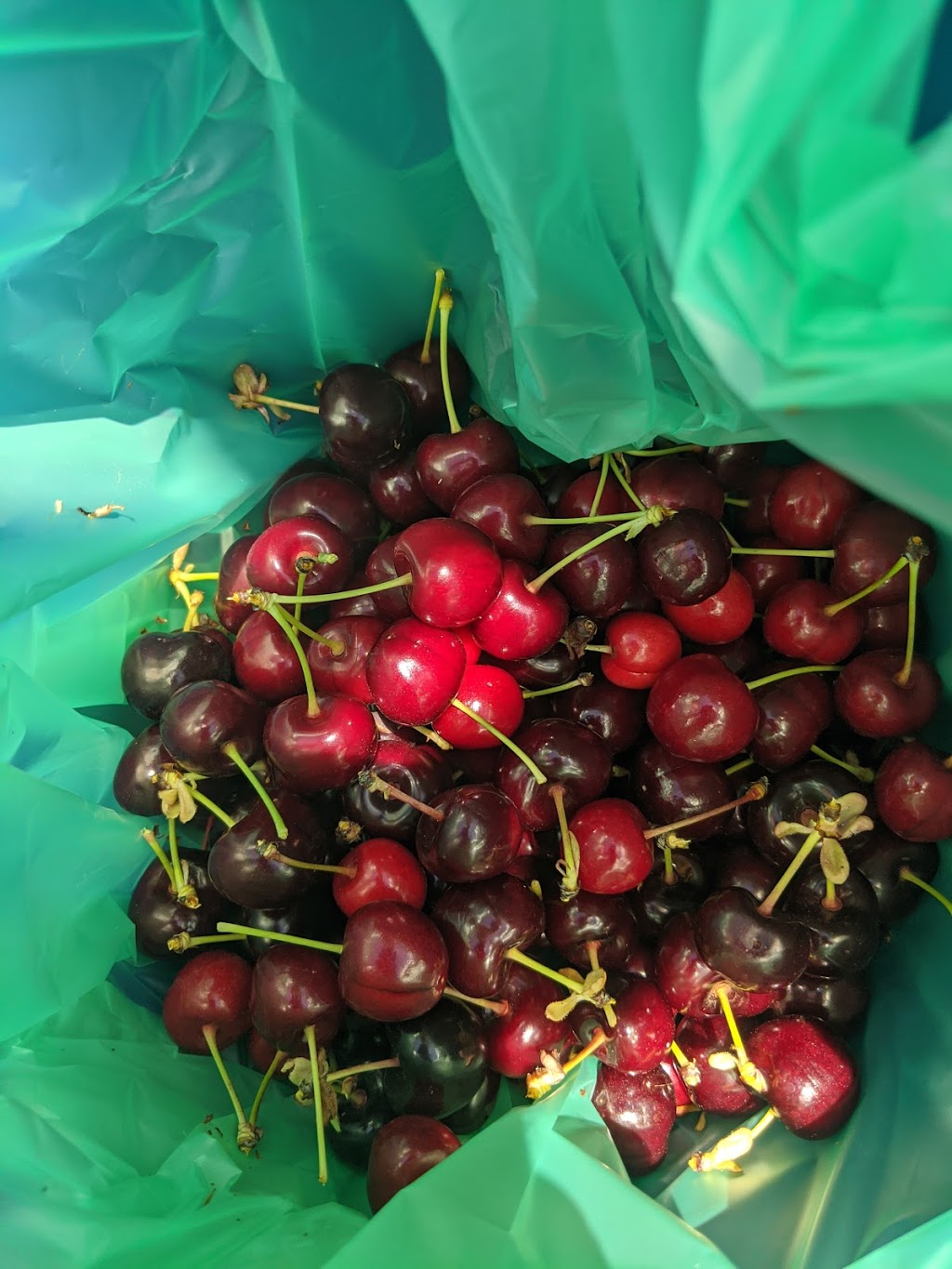 Stella Creek Cherries |  | 178 Plummers Rd, Forest Range SA 5139, Australia | 0432094469 OR +61 432 094 469