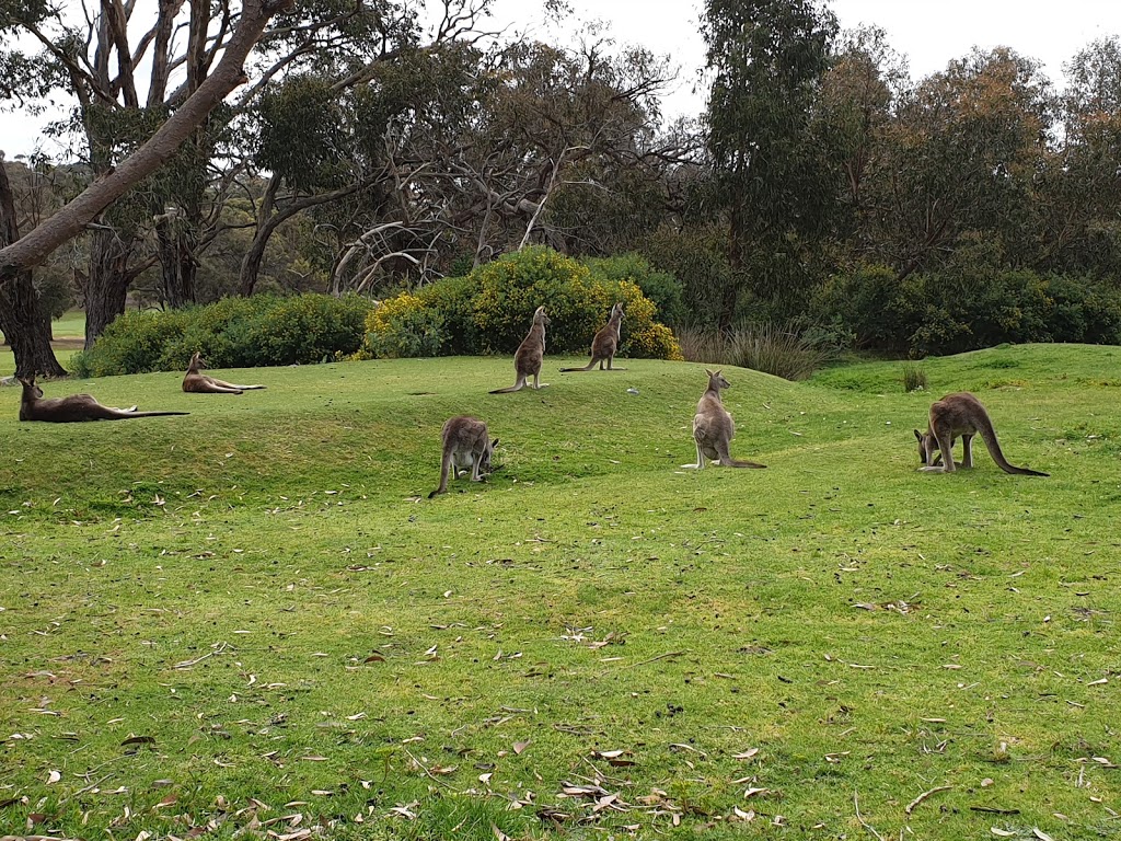 Kangaroo Viewing Tours Anglesea | 1 Golf Links Rd, Anglesea VIC 3230, Australia | Phone: (03) 5263 1582